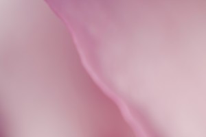Subtle and Soft Pinks